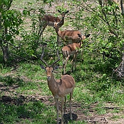 "Impala" Kruger National Park, South Africa